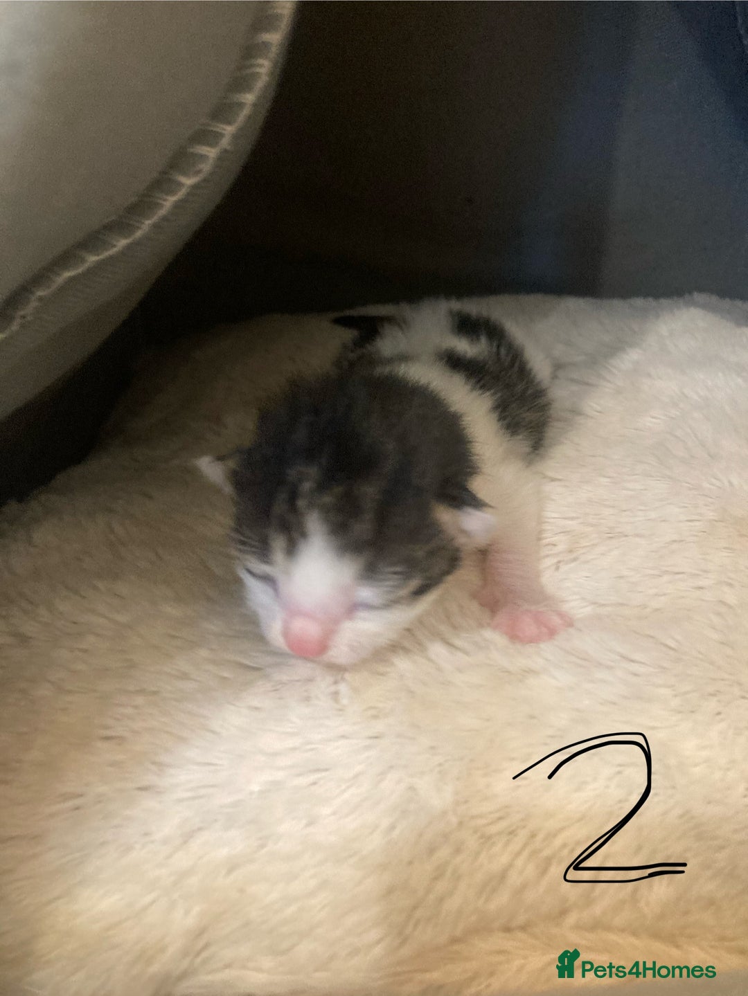 Mixed Breed cats for sale: 6 kittens looking for their forever homes  - Image 6