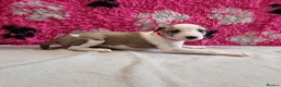Lurcher dogs for sale: Lurcher pups - Advert 8