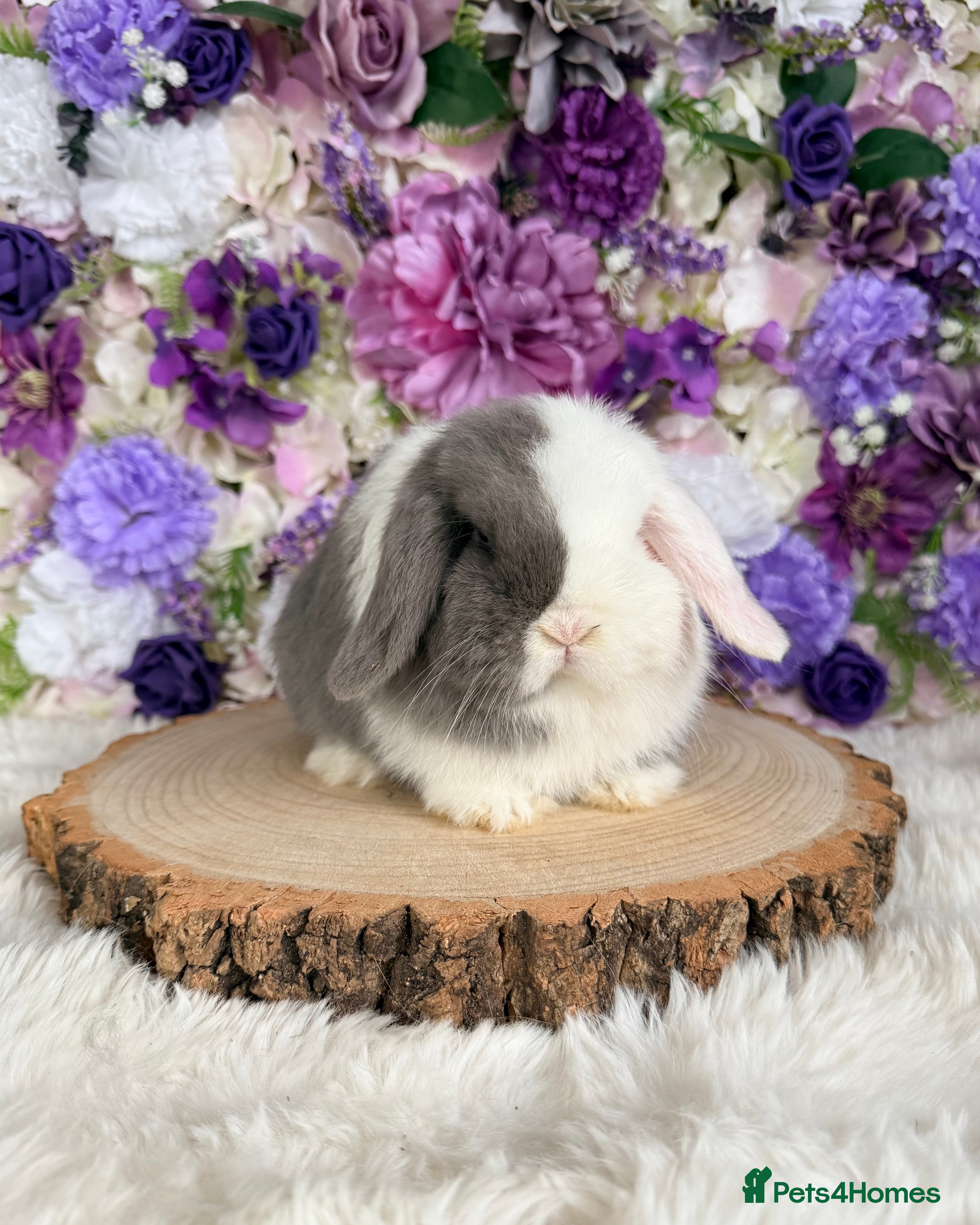 Mini Lop rabbits 💜 Purebred Mini Lop Bunnies 💜 xxx - Advert 13