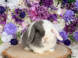 Mini Lop rabbits 💜 Purebred Mini Lop Bunnies 💜 xxx - Advert 13
