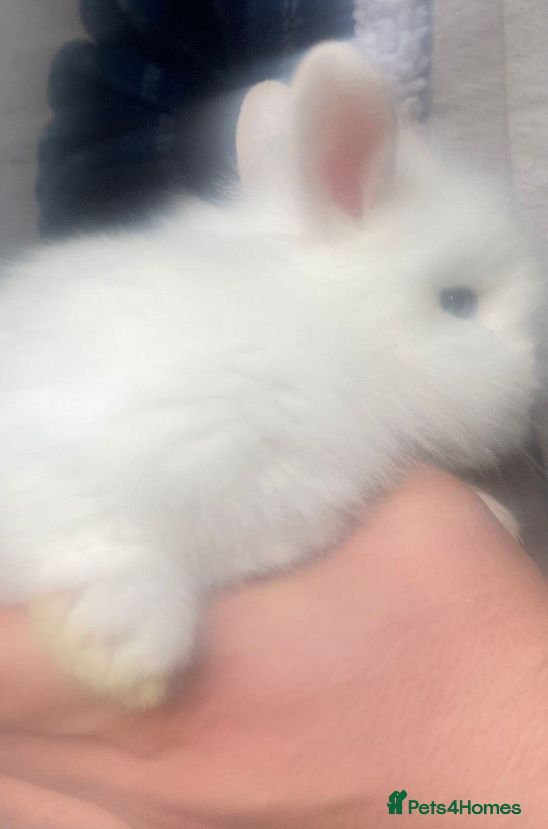Lionhead rabbits for sale: Baby Lionhead bunnies  - Advert 17