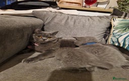 British Shorthair cats for sale: Beautiful british shorthair kittens  - Image 7