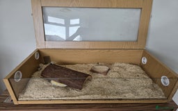 Snake reptiles for sale: Two Snakes for sale - Image 4