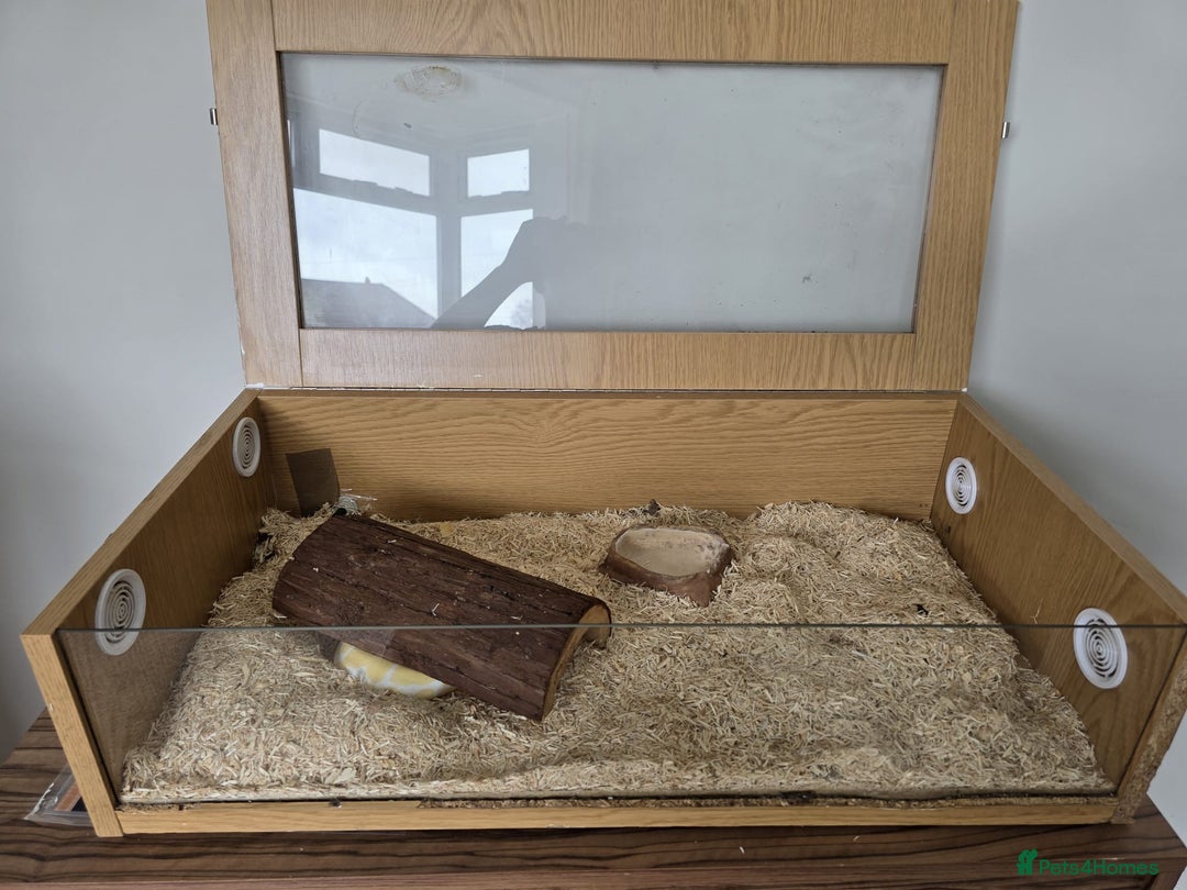 Snake reptiles for sale: Two Snakes for sale - Image 4