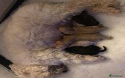 Toy Poodle dogs for stud: RED TOY POODLE KC REGISTERED PROVEN STUD in Derby - Image 23