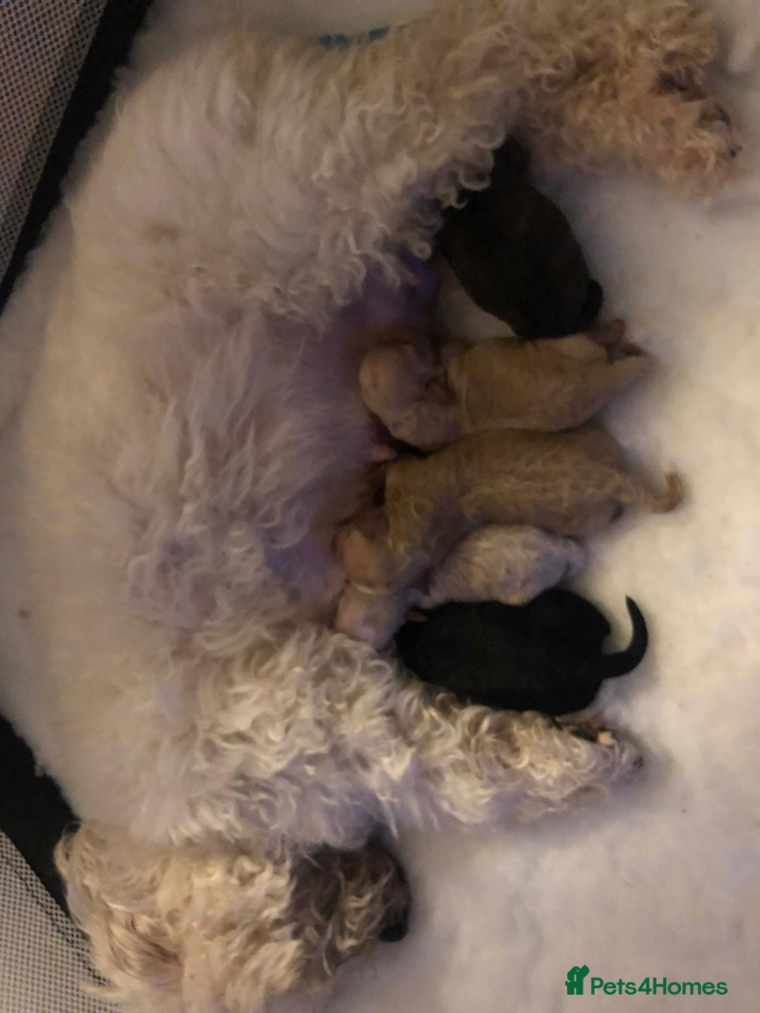 Toy Poodle dogs for stud: RED TOY POODLE KC REGISTERED PROVEN STUD in Derby - Image 23