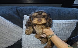 Cockapoo dogs for sale: Beautiful Cockapoo Puppies - Image 3