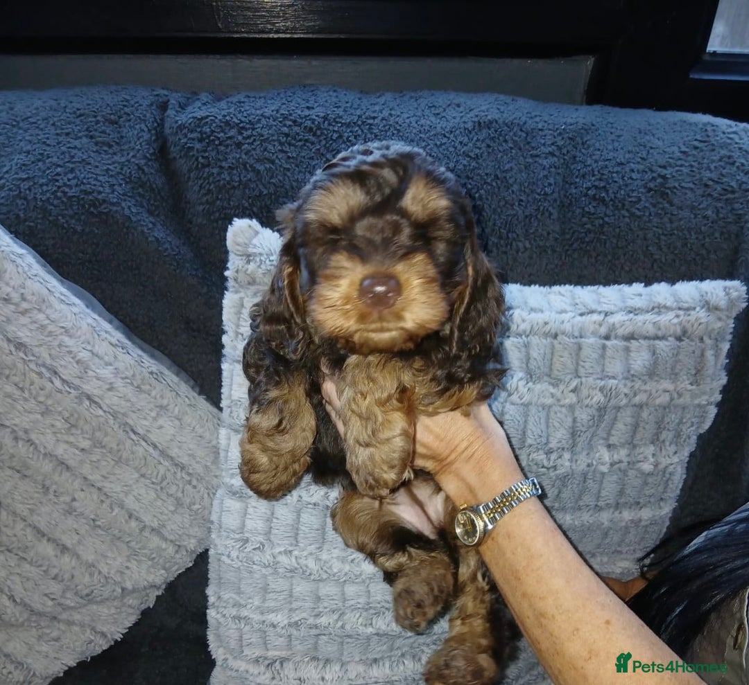 Cockapoo dogs for sale: Beautiful Cockapoo Puppies - Image 3