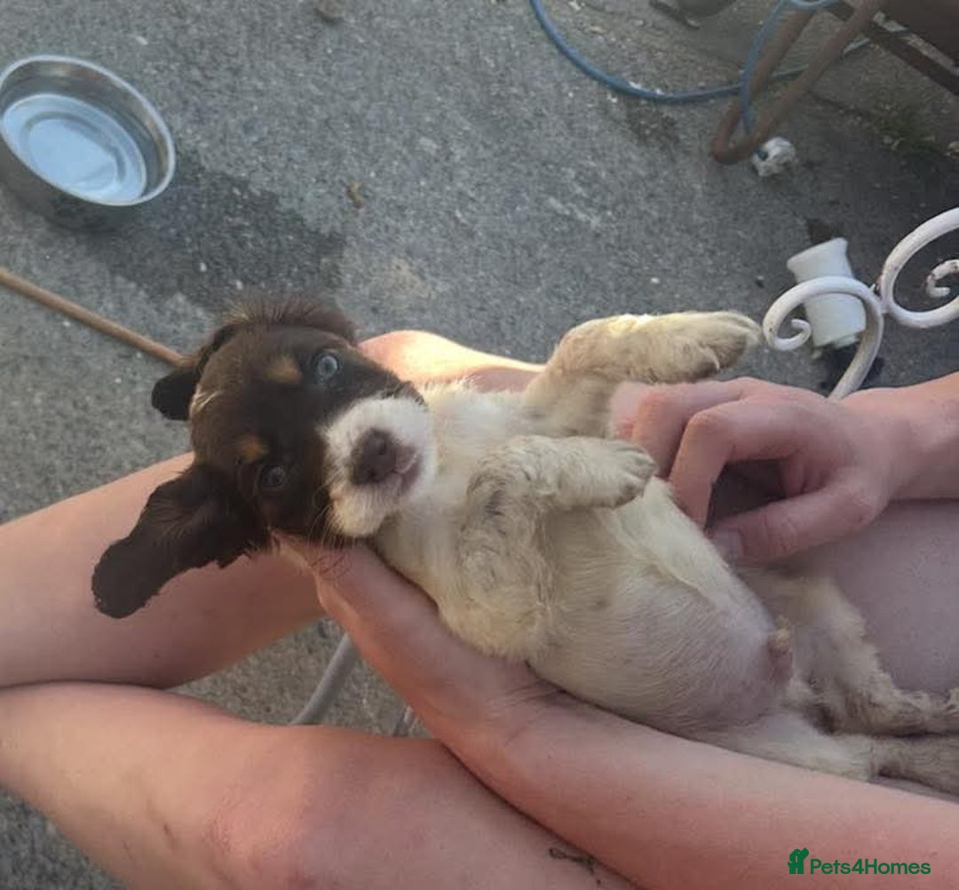 Cocker Spaniel dogs for sale: Cocker spaniel Boys - Image 3