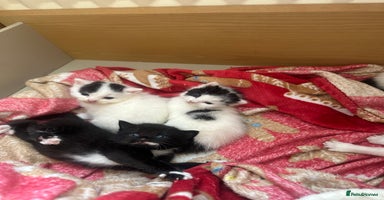 Mixed Breed cats - Advert 6
