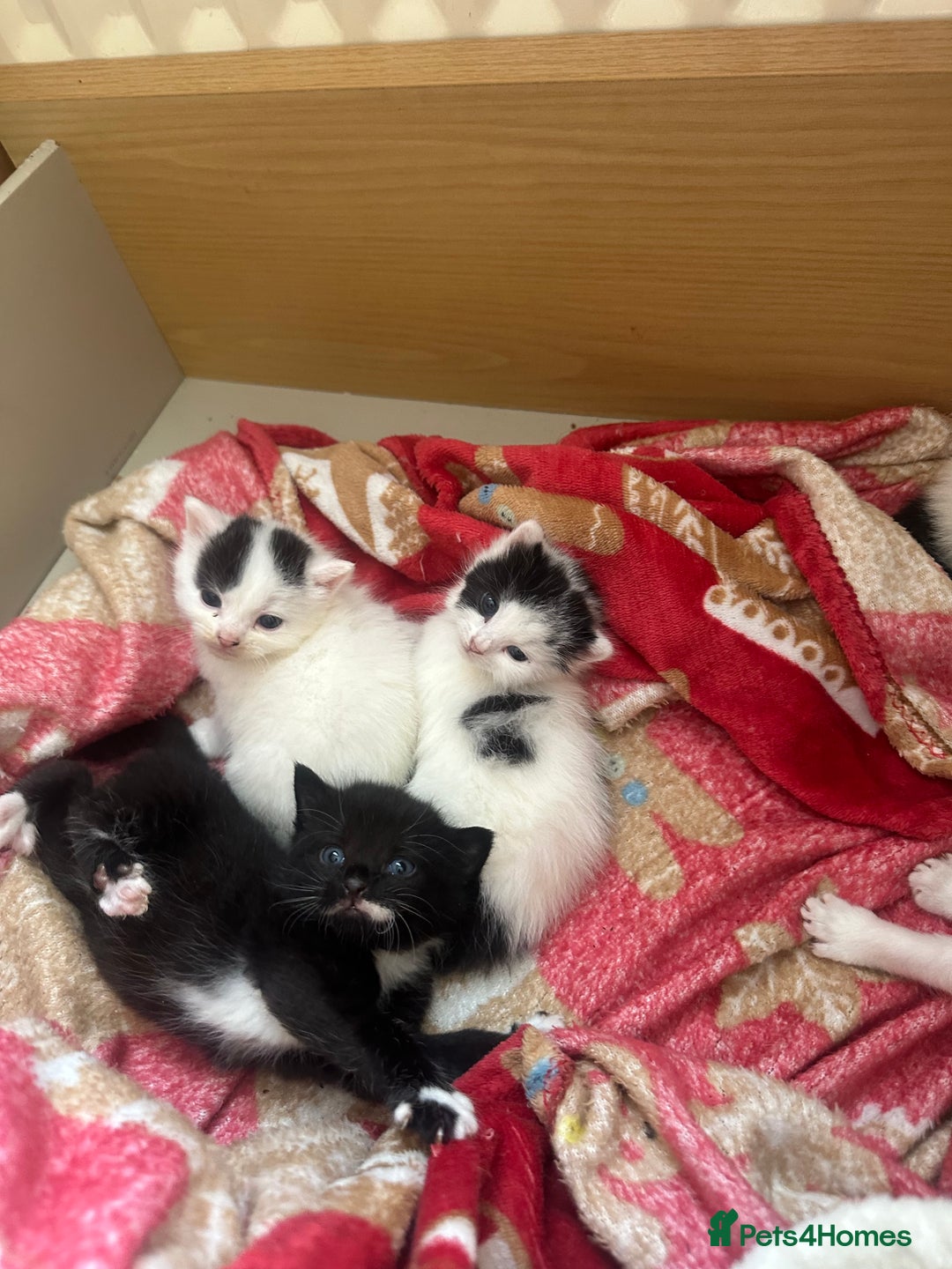 Mixed Breed cats for sale: Fluffy kittens - Image 3