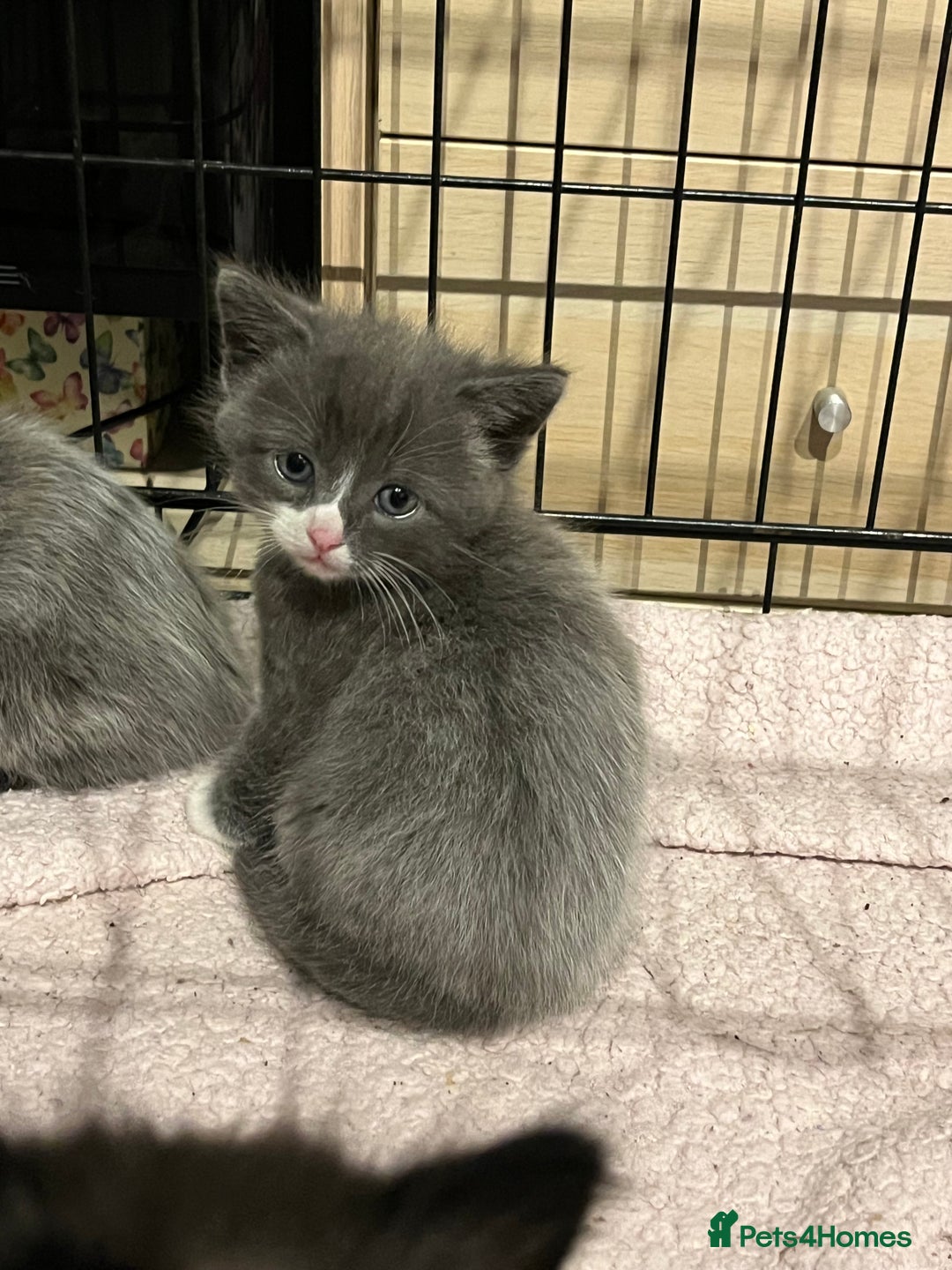 Ragdoll cats for sale: Long haired ragdoll cross kittens  - Advert 1