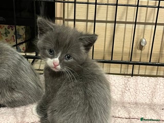 Ragdoll cats Long haired ragdoll cross kittens - Advert 1