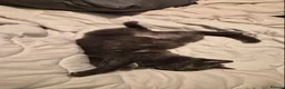 American Shorthair cats for sale: Brother and sister looking for a new home.  - Advert 12