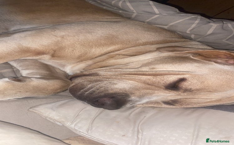 Cane Corso dogs - Advert 6