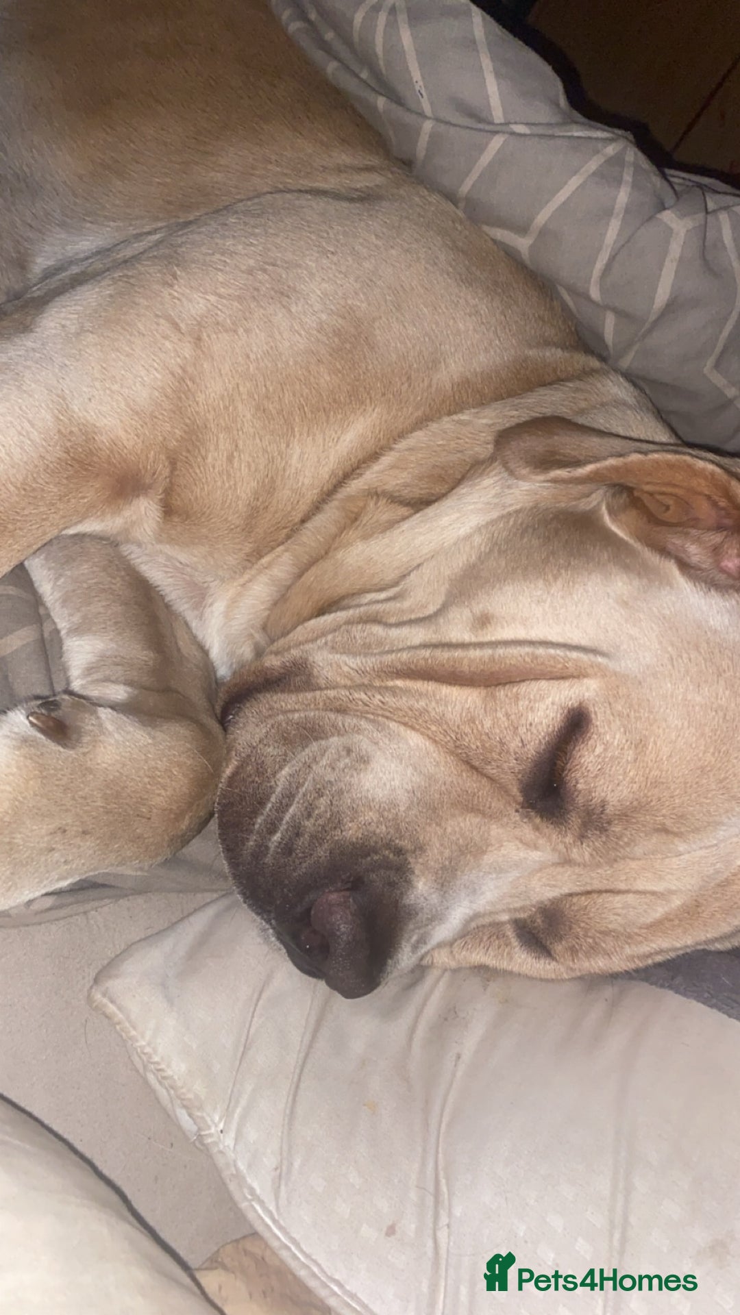 Cane Corso dogs for sale: 3 year old cane corso - Image 1