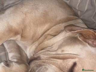 Cane Corso dogs - Advert 3