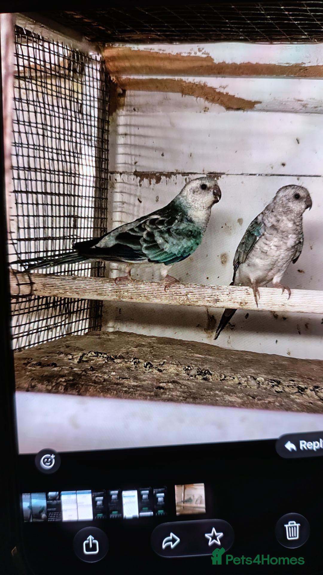 Ringnecks birds for sale: Blue Redrumps pair 2025 birds  - Advert 14