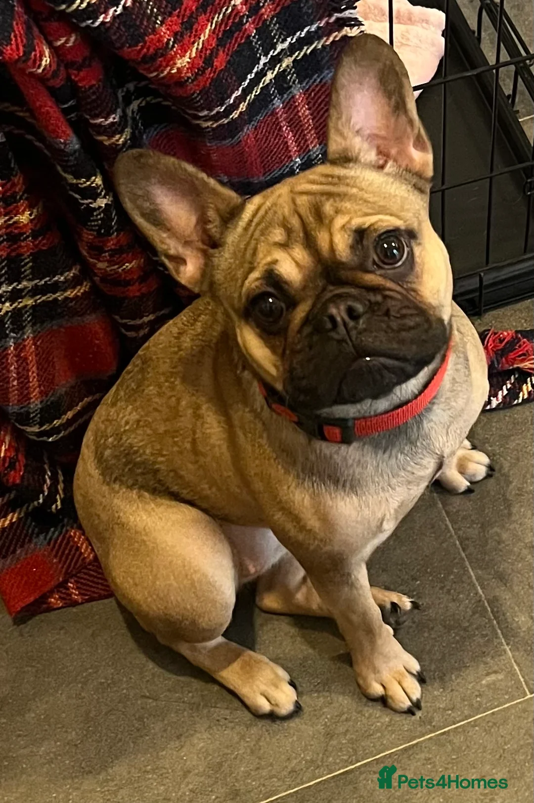 French Bulldog dogs for sale: Beautiful female frenchie - Advert 5