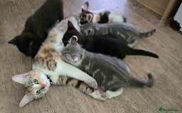 Mixed Breed cats for sale: 4 beautiful mixed breed playful kittens in Ingatestone - Image 12