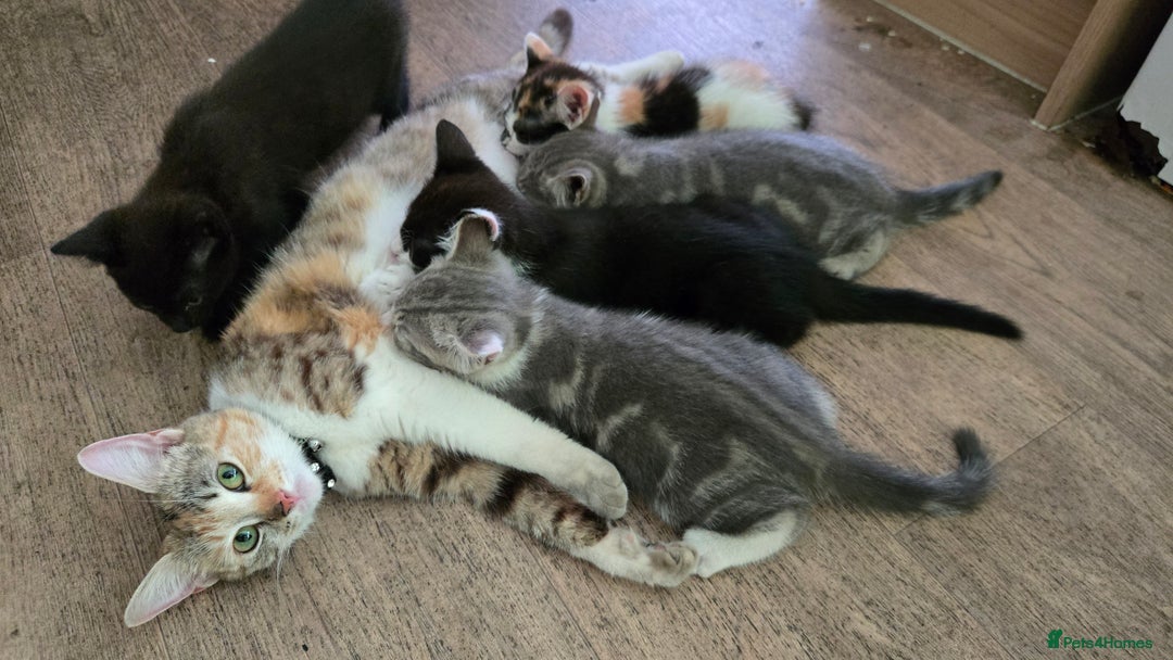 Mixed Breed cats for sale: 4 beautiful mixed breed playful kittens in Ingatestone - Image 12