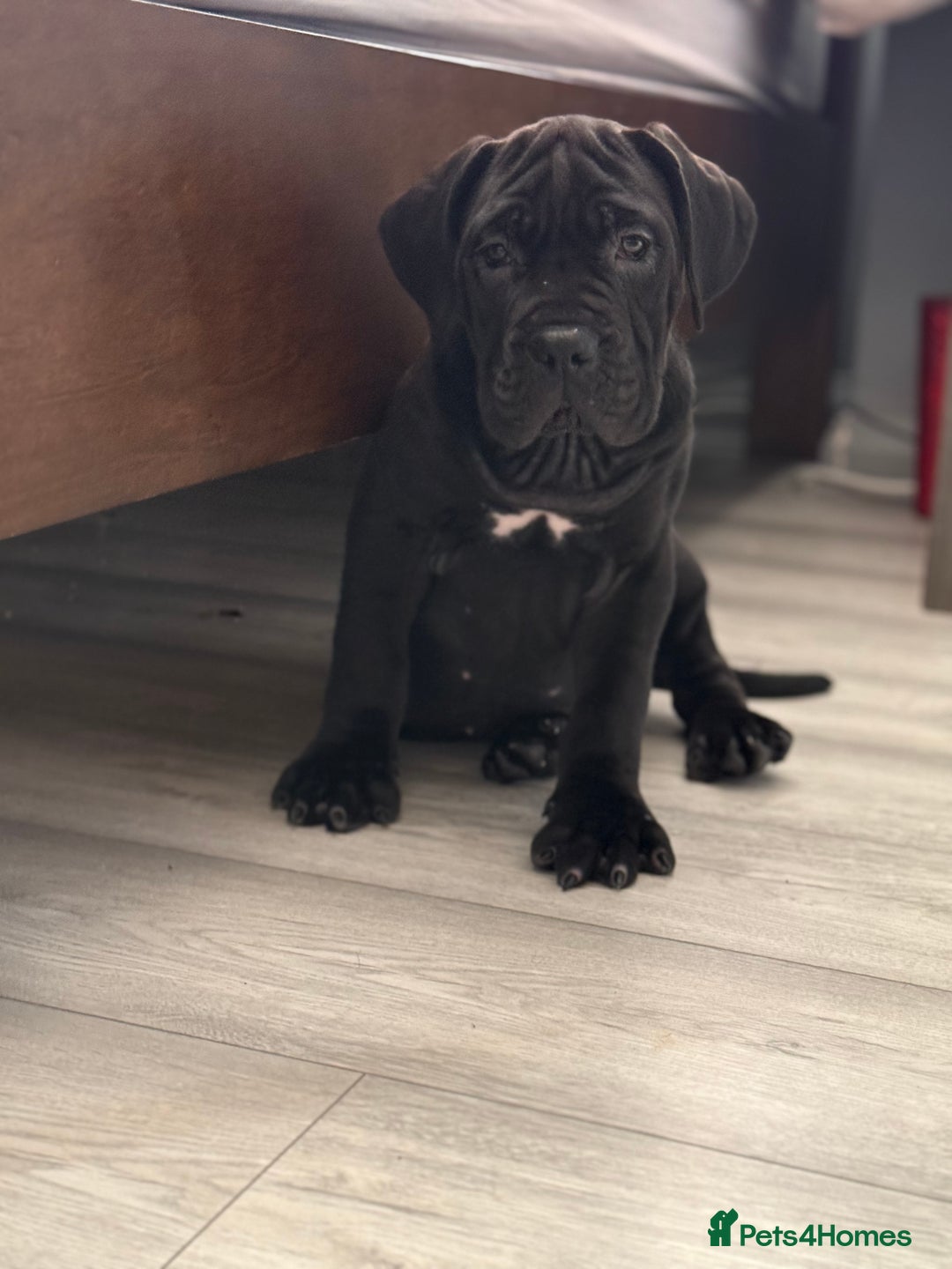 Cane Corso dogs for sale: Imp Champion Bloodline Pure Breed Cane Corso pups  - Advert 27