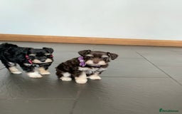 Miniature Schnauzer dogs for sale: 5* Licensed KC Toy Chocolate Schnauzers - Image 33
