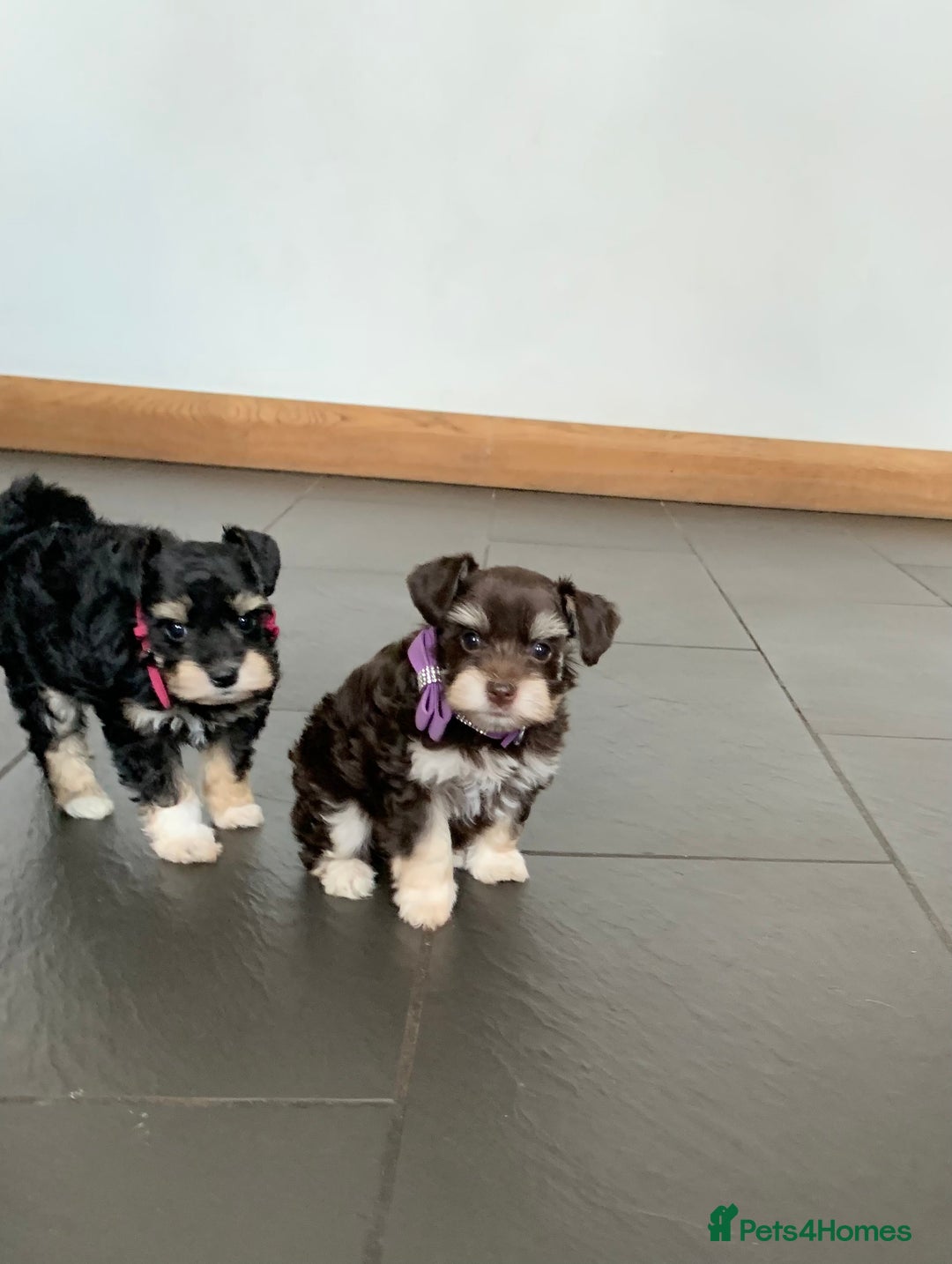 Miniature Schnauzer dogs for sale: 5* Licensed KC Toy Chocolate Schnauzers - Image 33