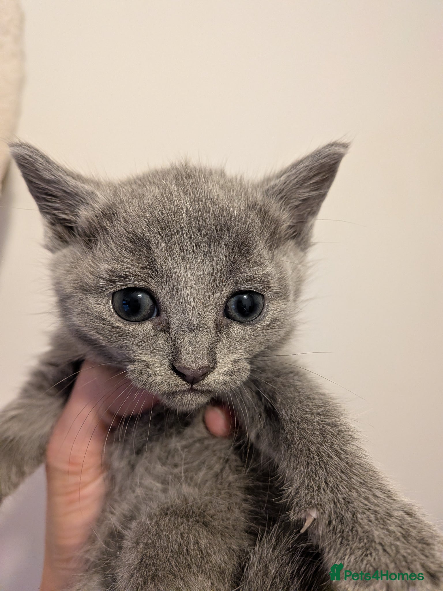 Russian Blue cats for sale: Beautiful Russian Blue Kittens for Sale - Advert 2