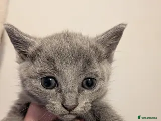 Russian Blue cats for sale: Beautiful Russian Blue Kittens for Sale - Advert 2