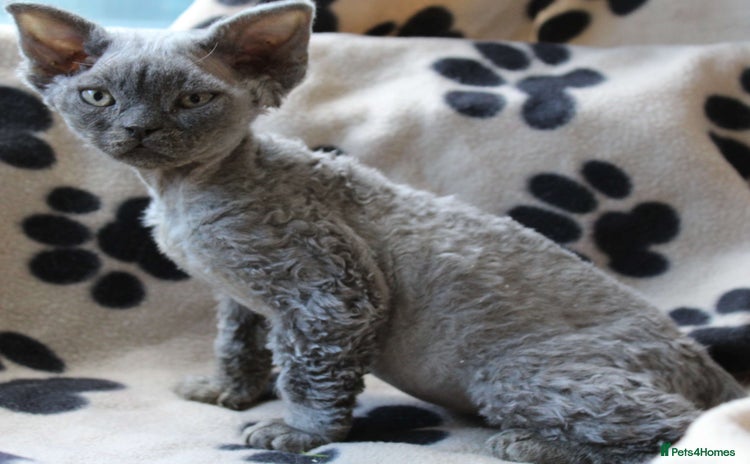 Devon Rex cats - Advert 1