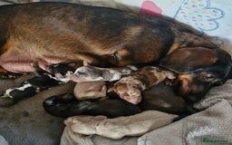 Dachshund dogs for sale: Beautiful dachshunds puppys - Image 7