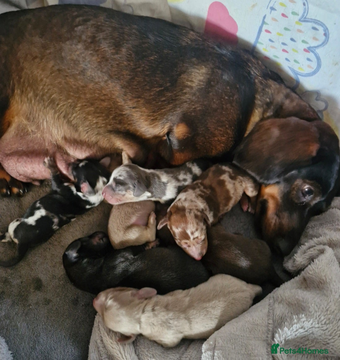 Dachshund dogs for sale: Beautiful dachshunds puppys - Image 7