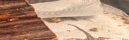 Dragon reptiles for sale: Baby Rankin's dragons  in Stoke-on-Trent - Advert 3