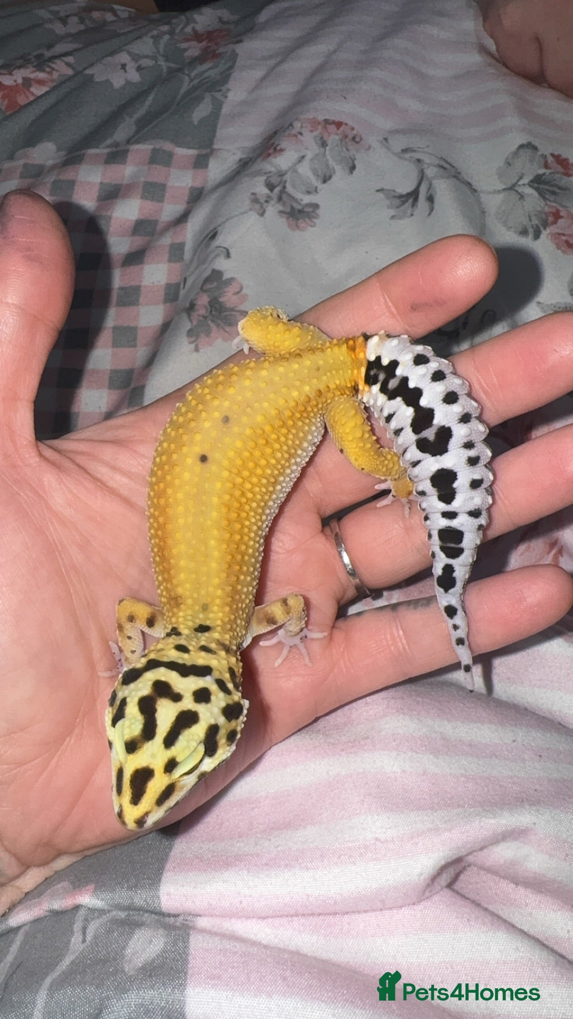 Leopard Gecko reptiles Female Green & Tangerine Clown - Advert 5