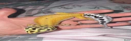 Leopard Gecko reptiles for sale: Female Green & Tangerine Clown - Advert 1