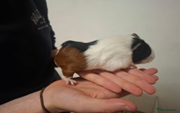 Guinea Pig rodents for sale: 2 12 week old bonded female guinea pigs with cage - Image 7