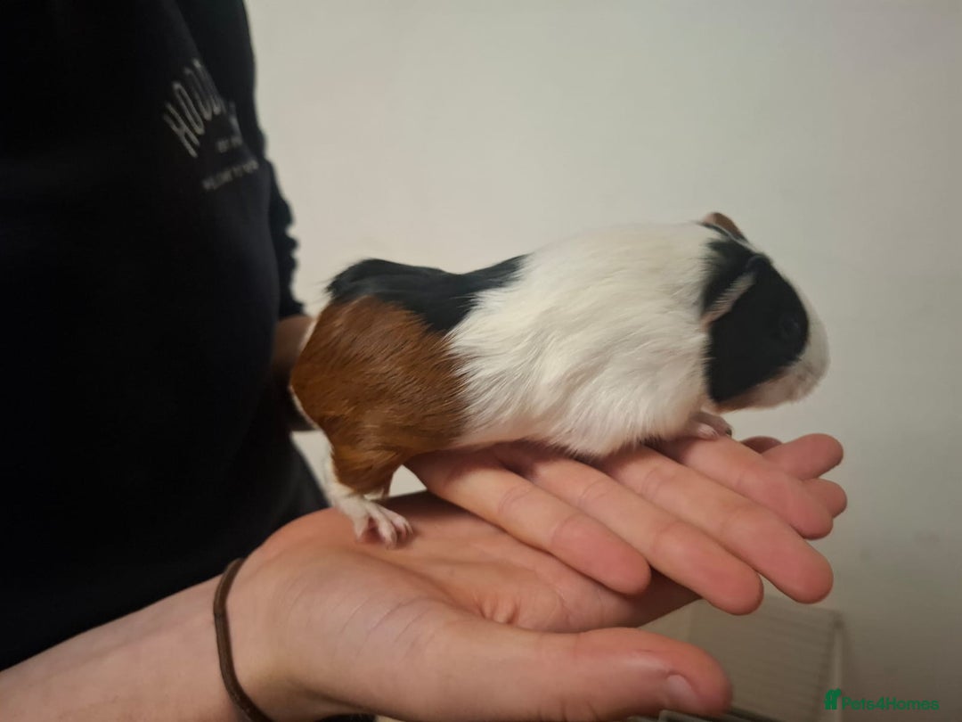 Guinea Pig rodents for sale: 2 12 week old bonded female guinea pigs with cage - Image 7