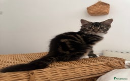 Siberian cats for sale: Siberian & Maine Coon Cross Female Cat Calico - Image 9