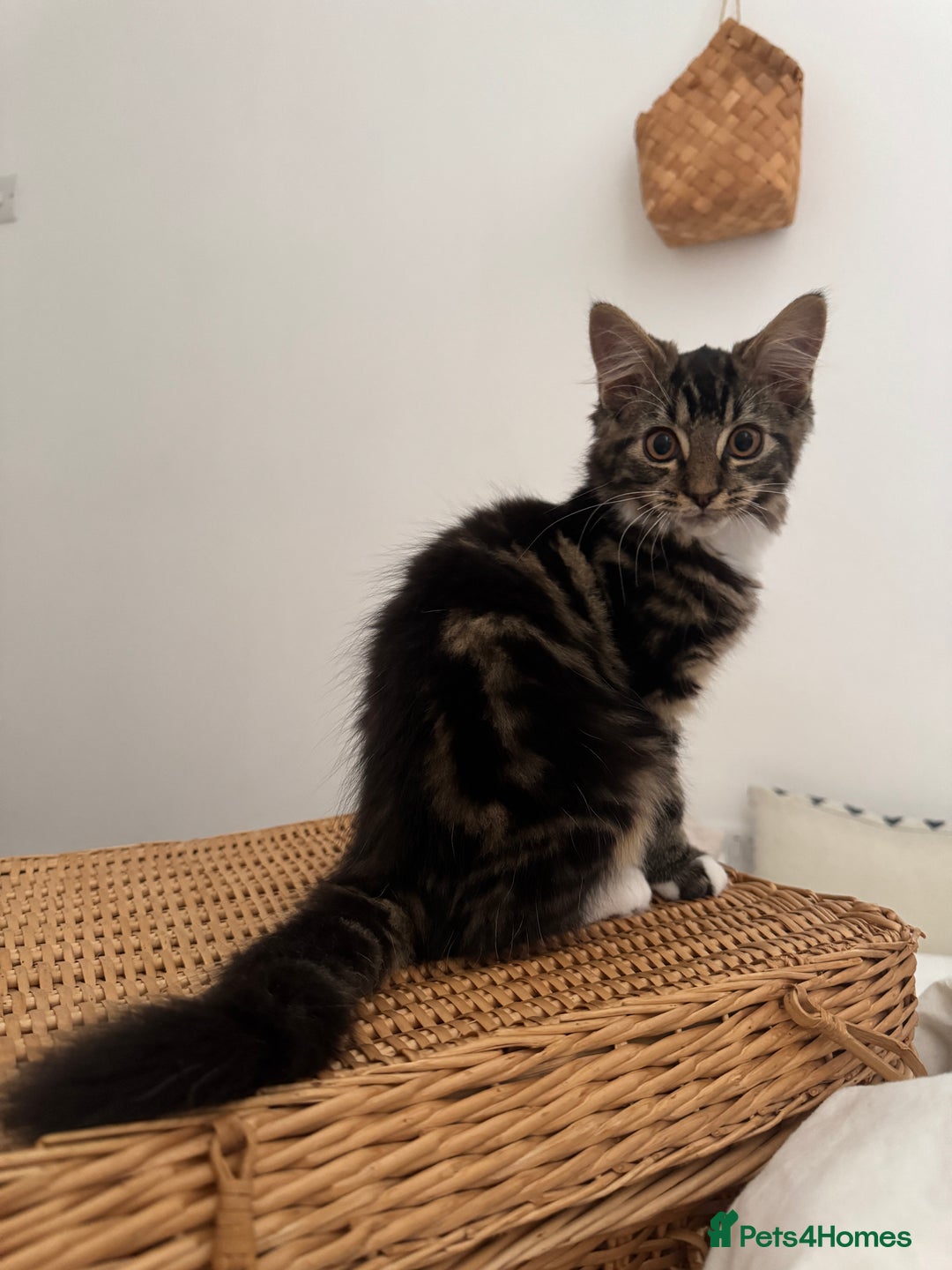 Siberian cats for sale: Siberian & Maine Coon Cross Female Cat Calico - Image 9