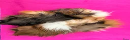 Guinea Pig rodents for sale: Beautiful Funky Haired Sisters - Advert 3