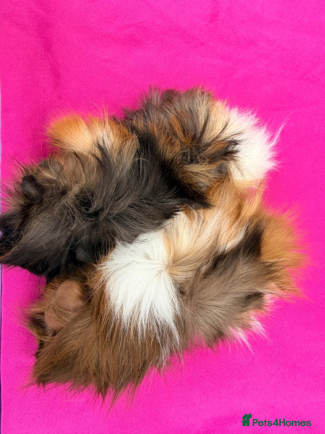 Guinea Pig rodents for sale: Beautiful Funky Haired Sisters - Advert 3