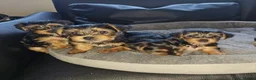 Yorkshire Terrier dogs for sale: 🐶 💖Pedigree Yorkshire Terrier Puppies💖 🐶 - Advert 7