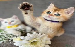 British Shorthair cats for sale: NY 12 British shorthair GCCF golden kittens  - Image 9