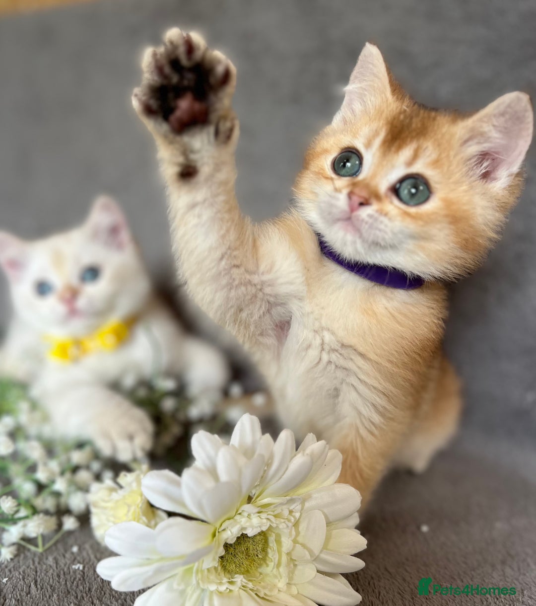 British Shorthair cats for sale: NY 12 British shorthair GCCF golden kittens  - Image 9