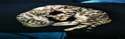 Bengal cats for sale: Stunning Bengal kittens for sale in Rugby - Advert 18