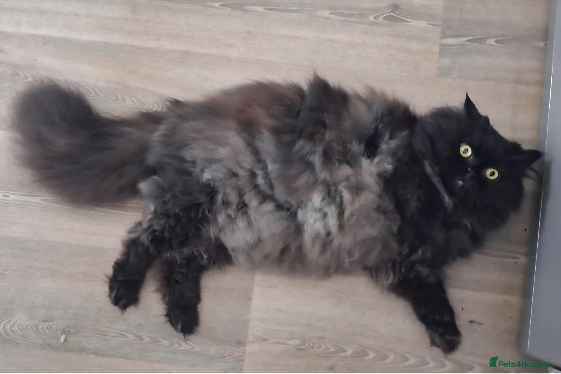 Persian cats Playful persion cross - Advert 2