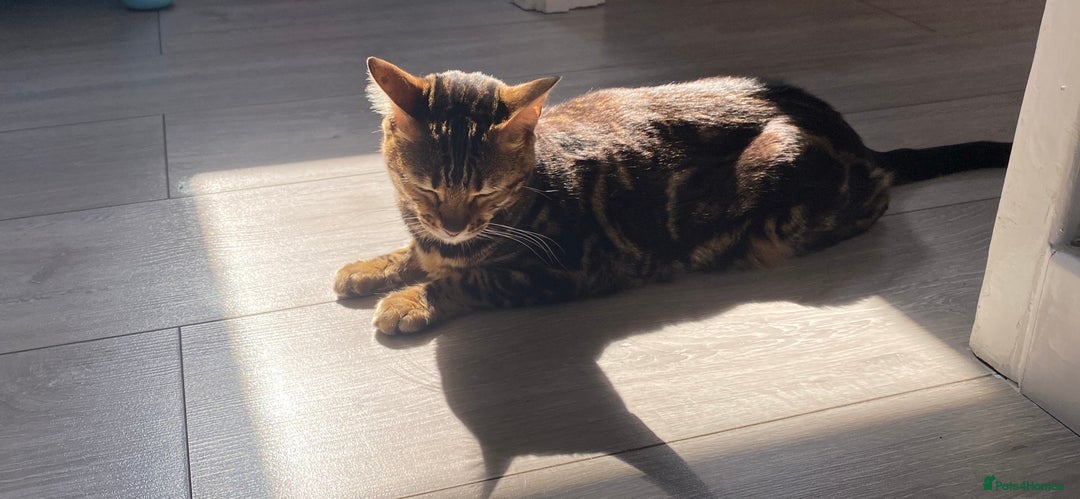 Bengal cats for sale: Beautiful Purebred Bengal Cat for sale - Advert 2