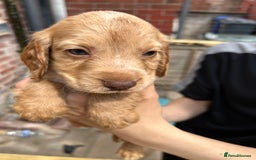 Cocker Spaniel dogs for sale: Kc cocker spaniels  - Image 6