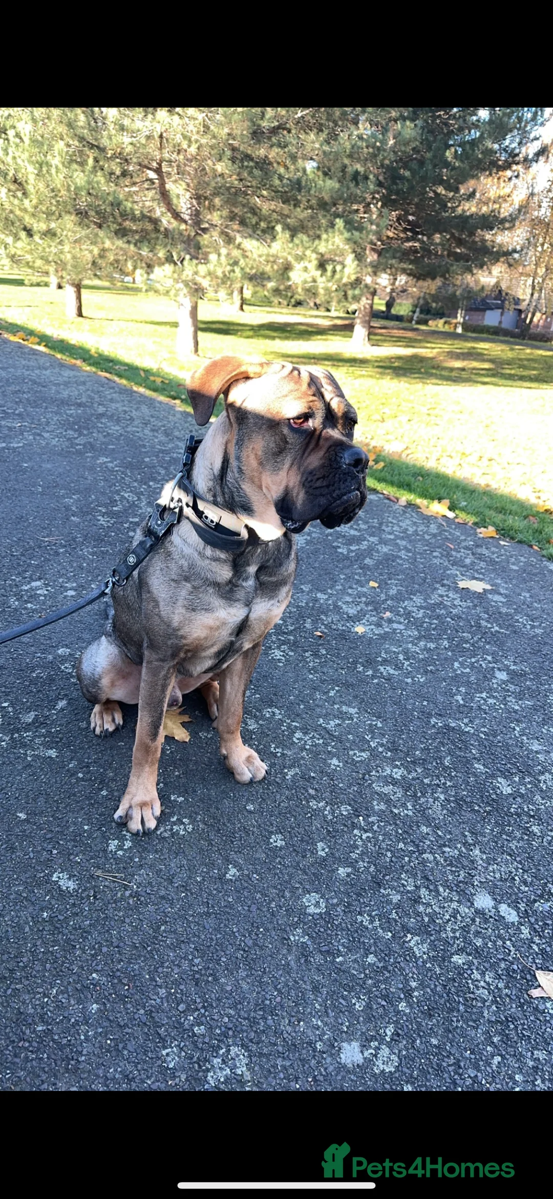 Mixed Breed dogs for sale: Buddy  - Advert 2